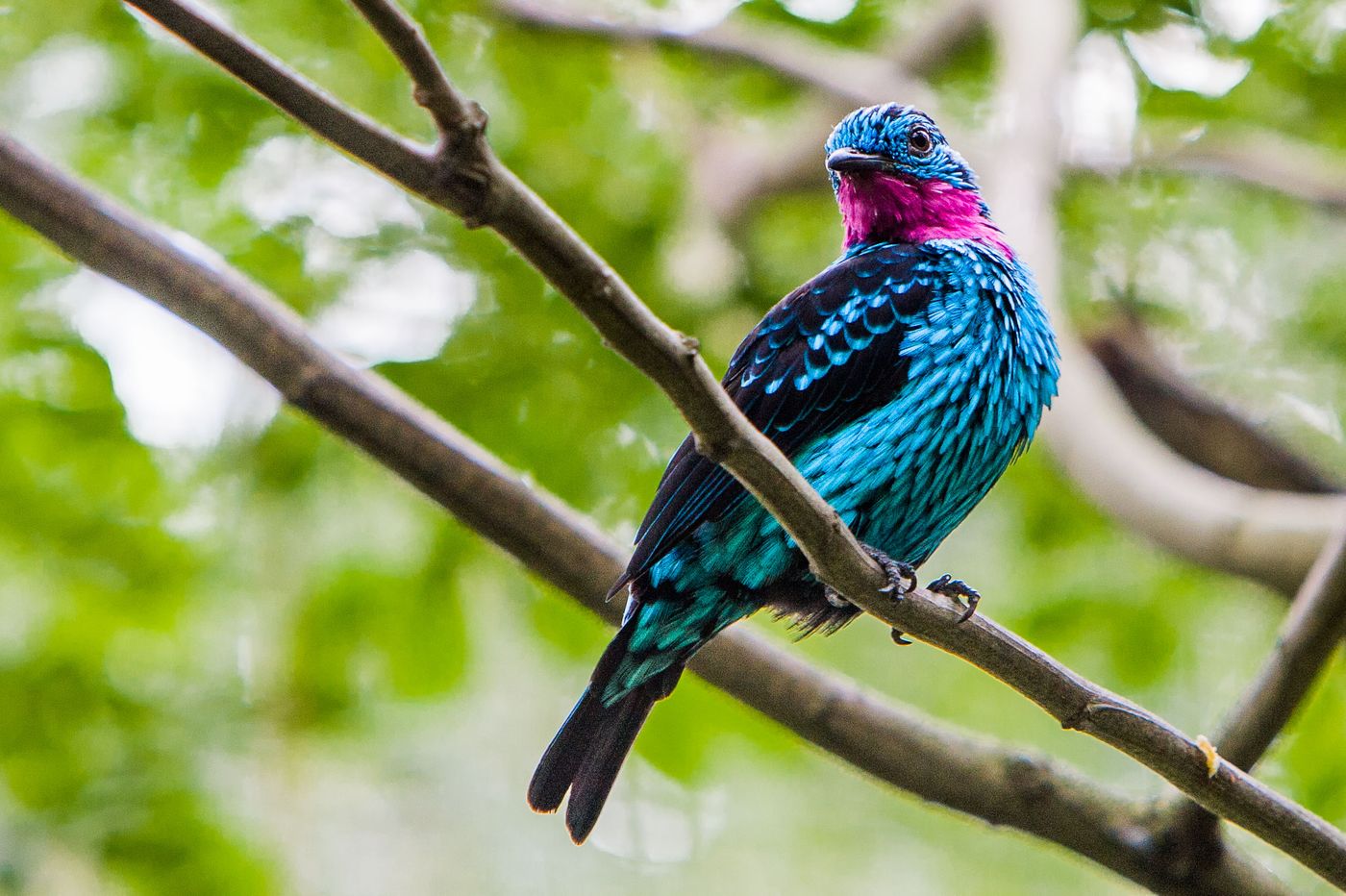 BIRDS OF SINGAPORE Rollie Waters Photography